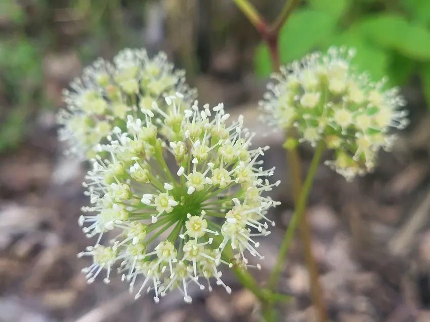 aralia nudicaulis plant showing characteristic features