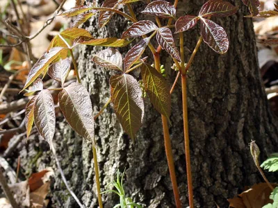 thumbnail aralia nudicaulis