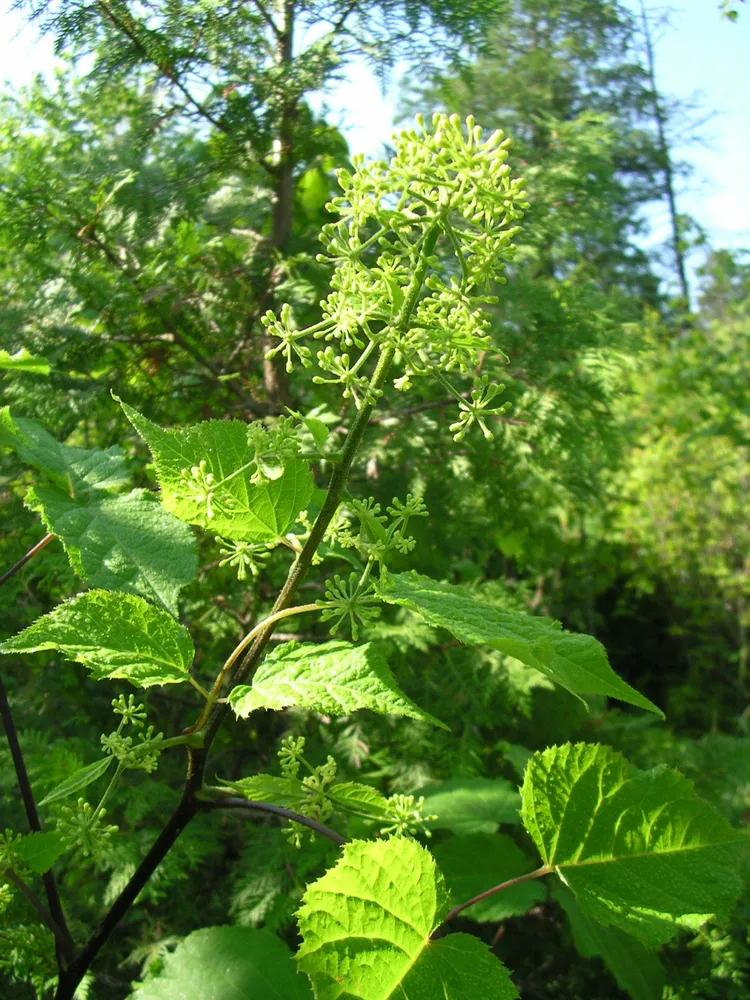 aralia racemosa plant showing characteristic features