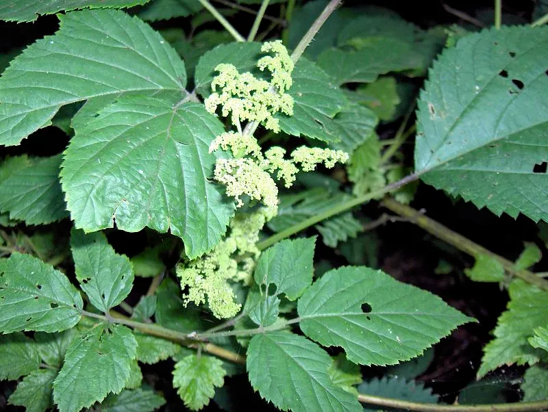 aralia racemosa plant showing characteristic features