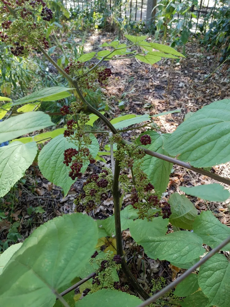 aralia racemosa plant showing characteristic features
