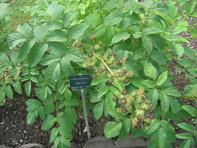 thumbnail aralia racemosa