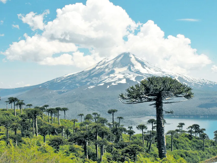 araucaria araucana plant showing characteristic features