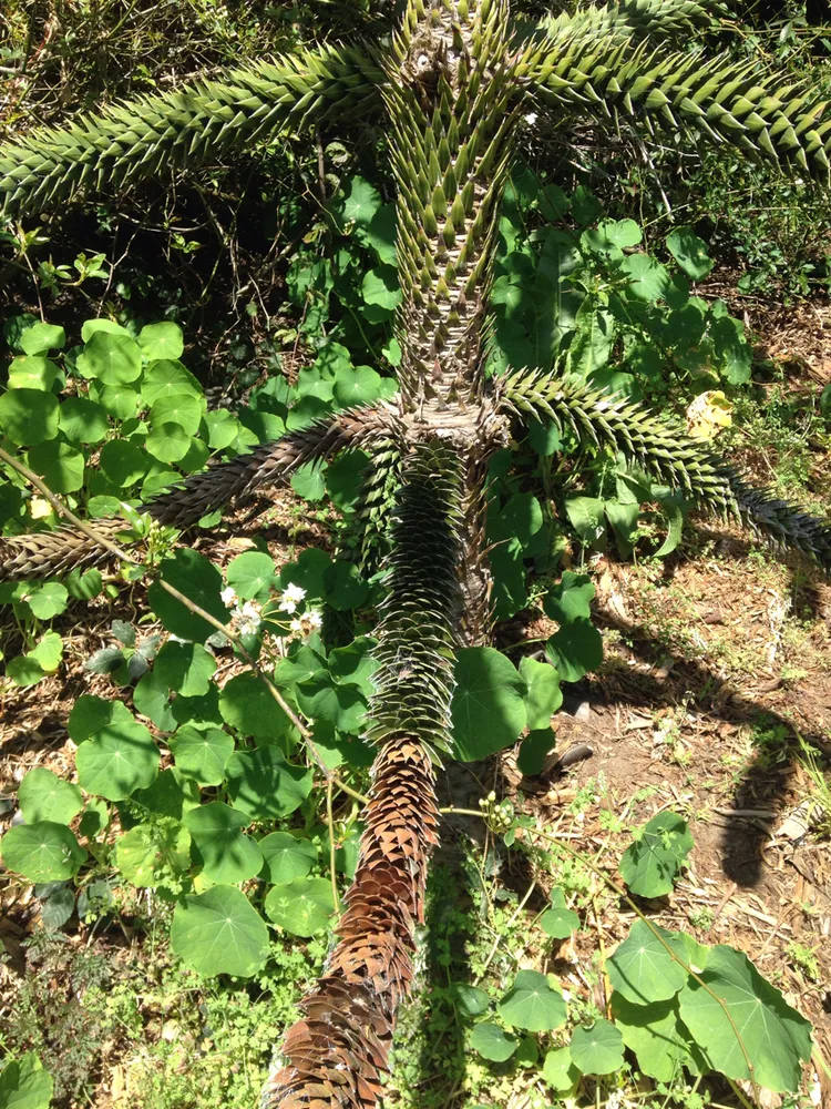 araucaria araucana plant showing characteristic features