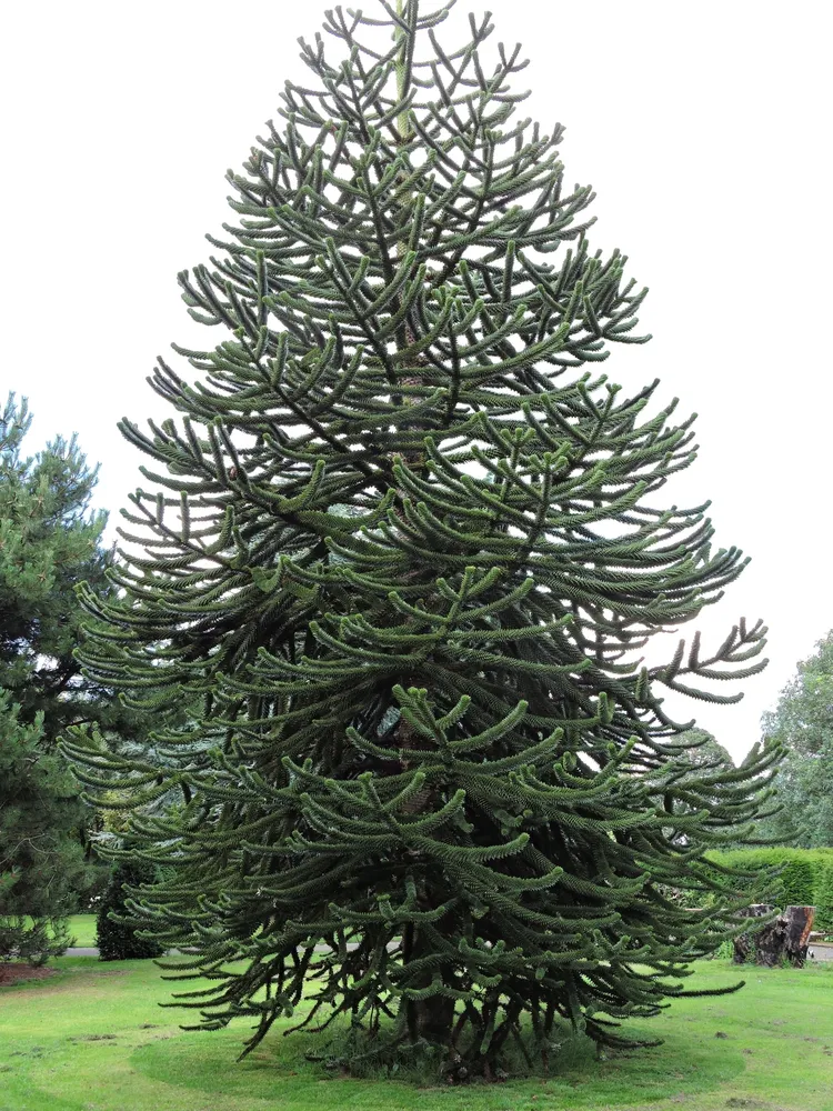 araucaria araucana plant showing characteristic features