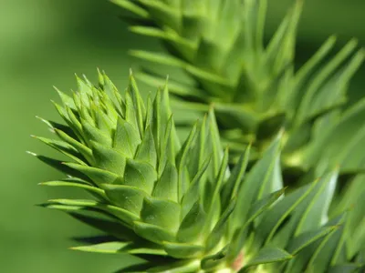 thumbnail araucaria araucana