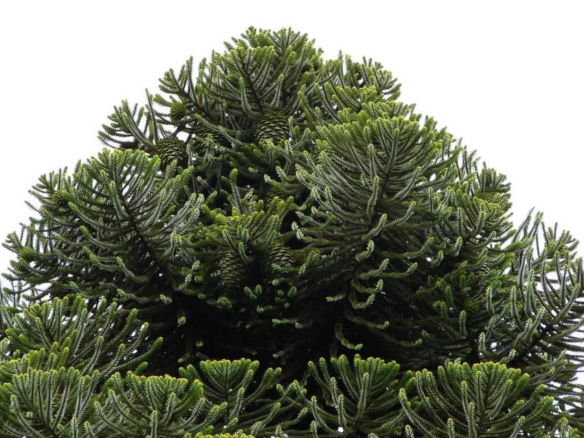 araucaria bidwillii plant showing characteristic features