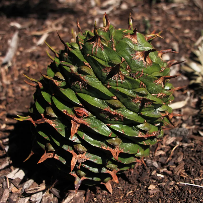 araucaria bidwillii plant showing characteristic features