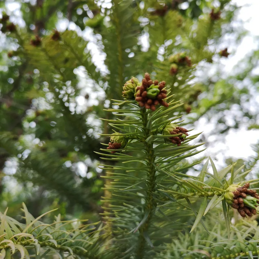 araucaria bidwillii plant showing characteristic features
