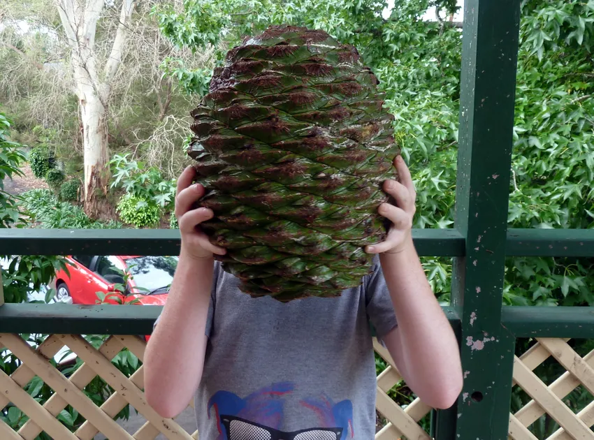 araucaria bidwillii plant showing characteristic features