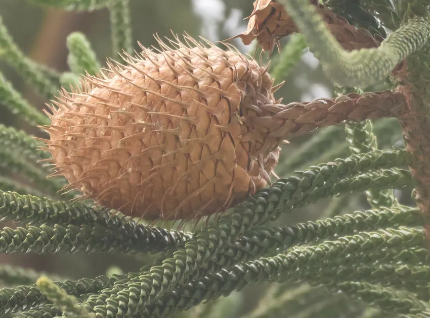 araucaria columnaris plant showing characteristic features