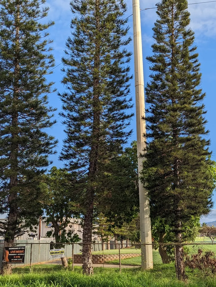 araucaria columnaris plant showing characteristic features