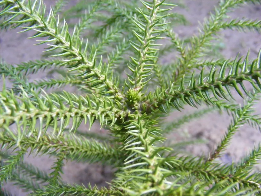 araucaria columnaris plant showing characteristic features