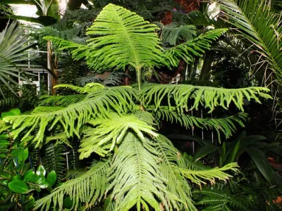 thumbnail araucaria columnaris