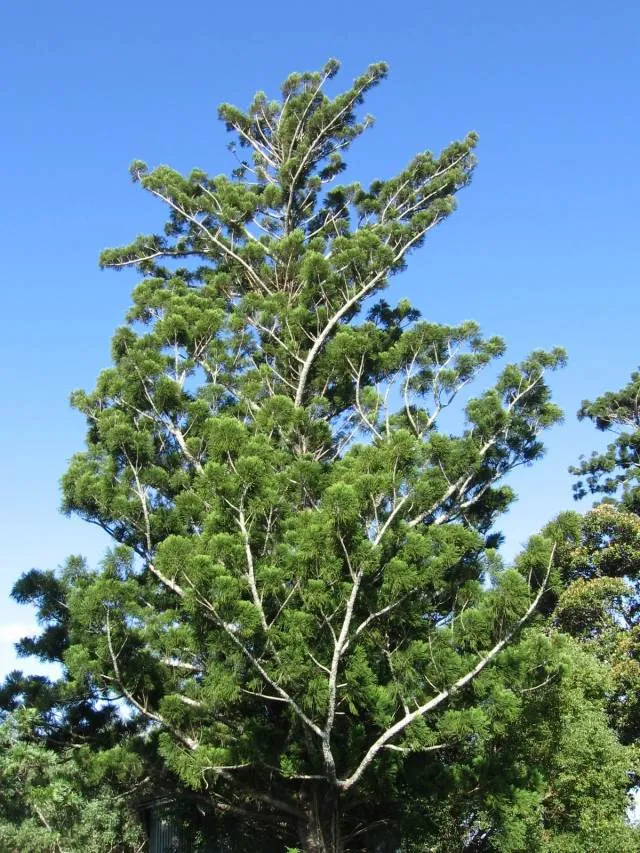 araucaria cunninghamii plant showing characteristic features