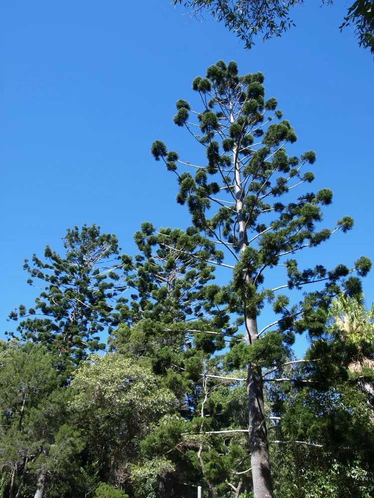 araucaria cunninghamii plant showing characteristic features