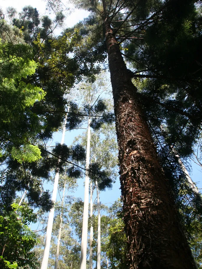 araucaria cunninghamii plant showing characteristic features