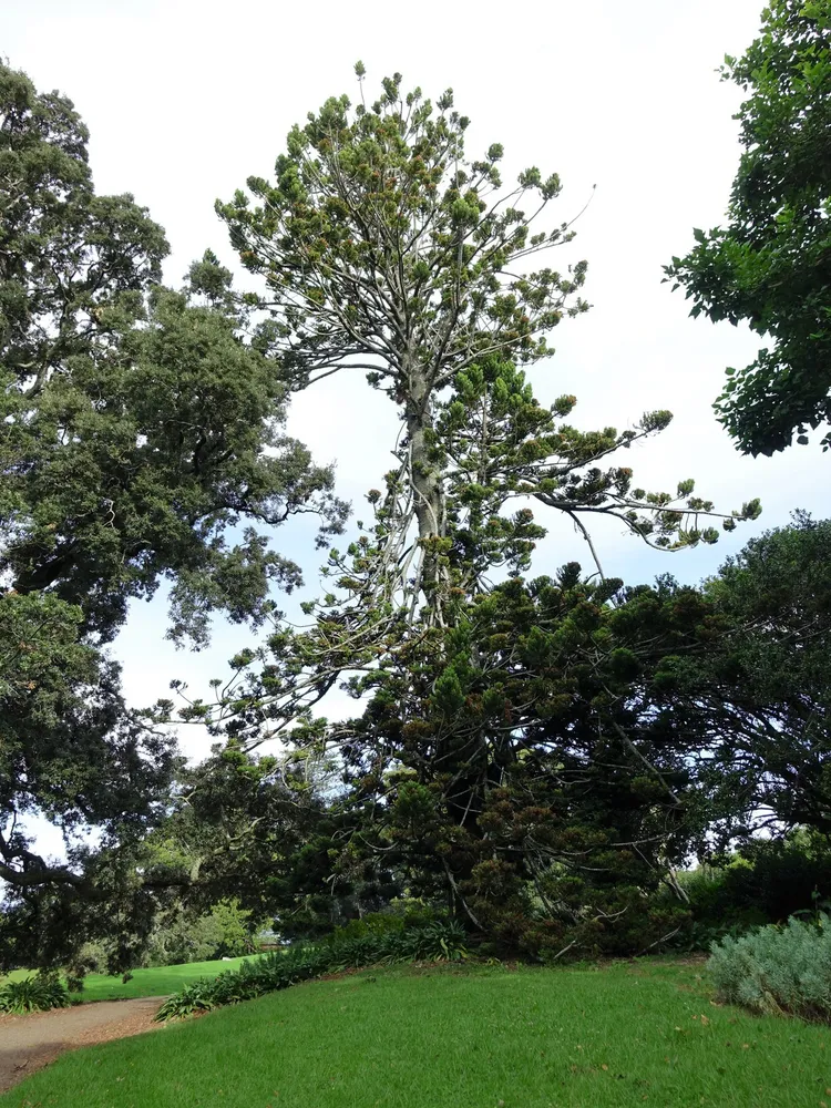 araucaria cunninghamii plant showing characteristic features