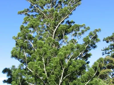 thumbnail araucaria cunninghamii