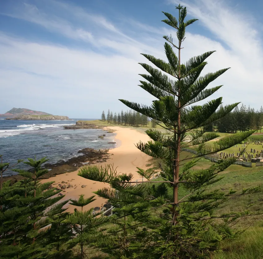 araucaria heterophylla plant showing characteristic features