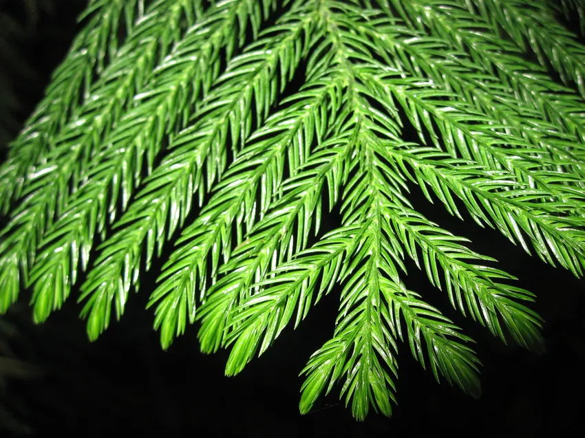 araucaria heterophylla plant showing characteristic features