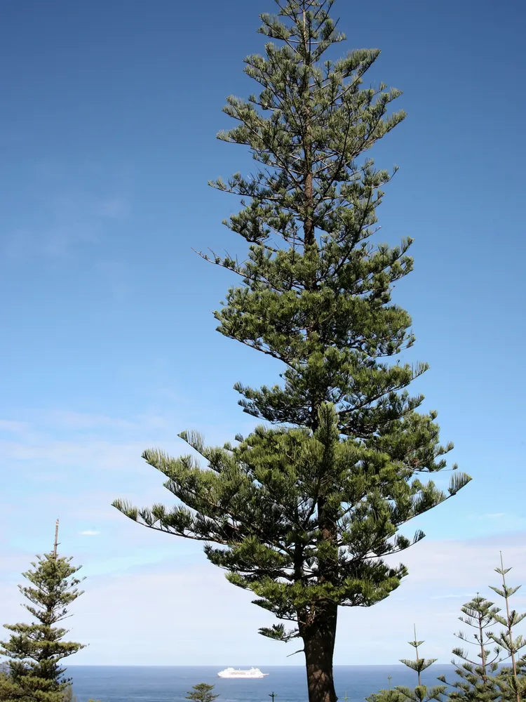 araucaria heterophylla plant showing characteristic features