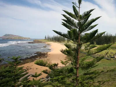 thumbnail araucaria heterophylla