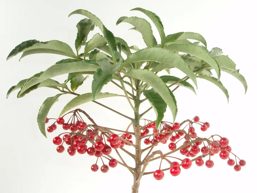 ardisia crenata plant showing characteristic features