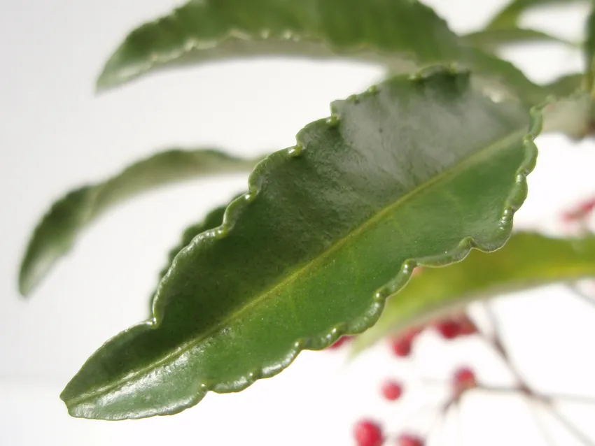 ardisia crenata plant showing characteristic features