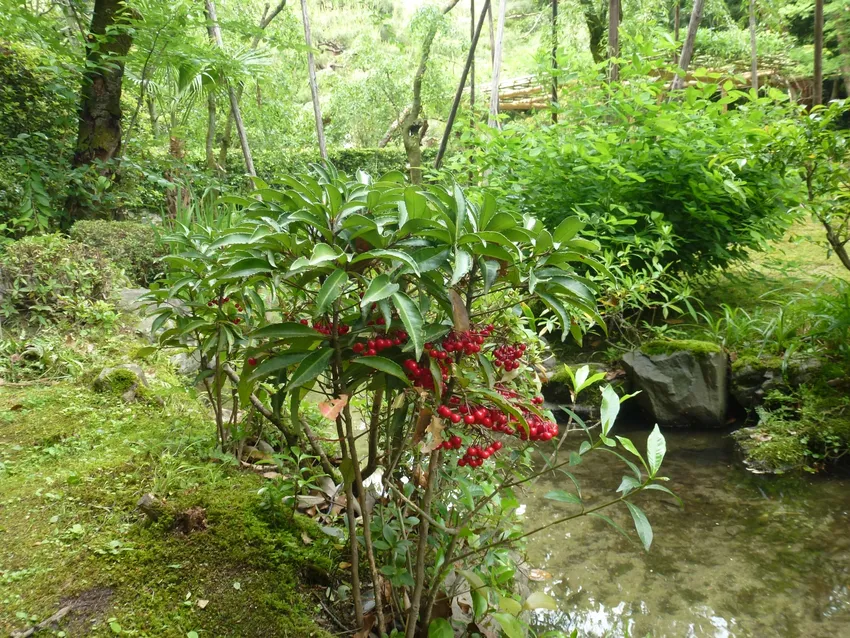 ardisia crenata plant showing characteristic features