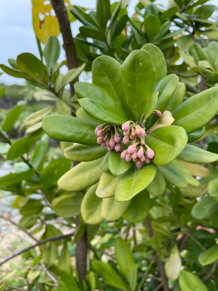 ardisia elliptica plant showing characteristic features