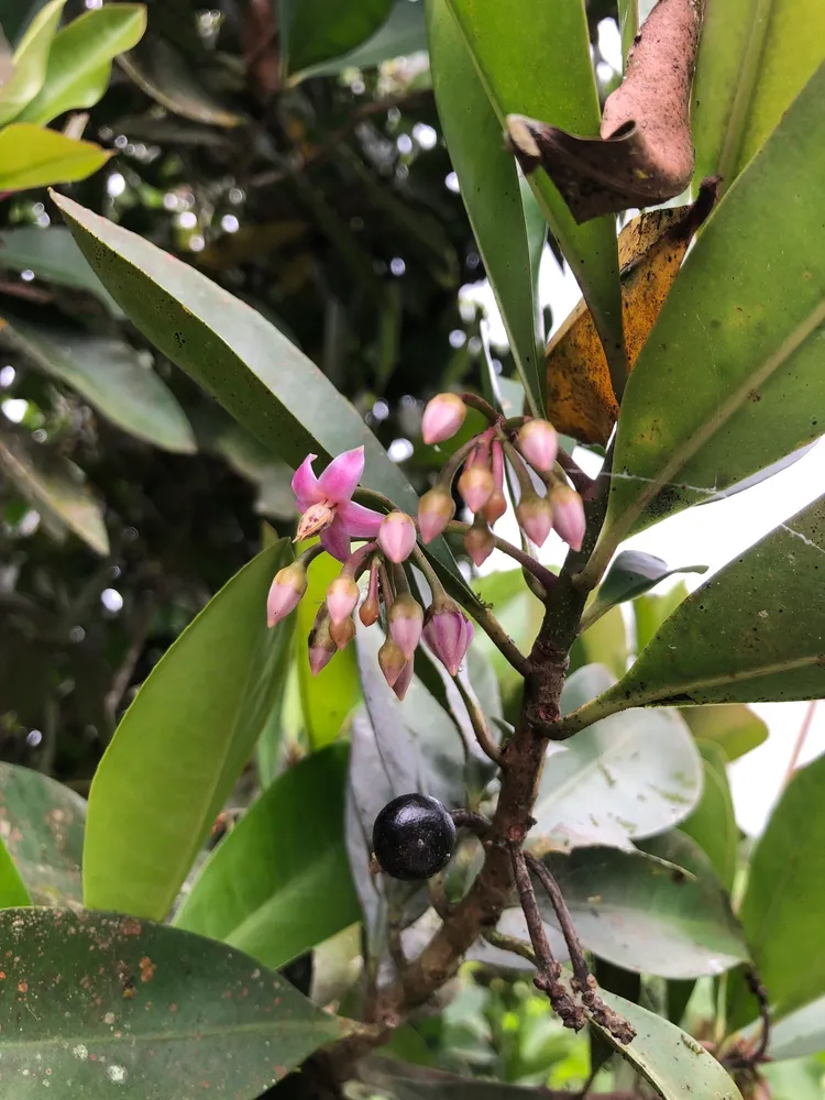 ardisia elliptica plant showing characteristic features