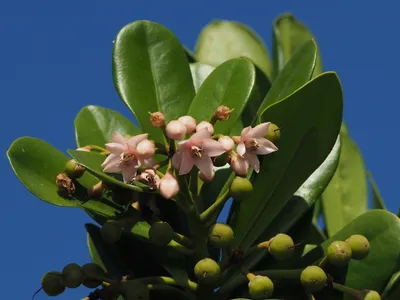 thumbnail ardisia elliptica