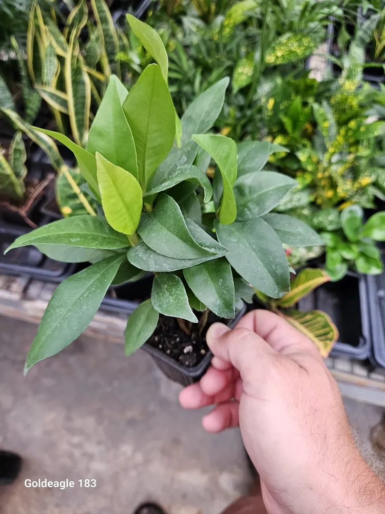 ardisia humilis plant showing characteristic features