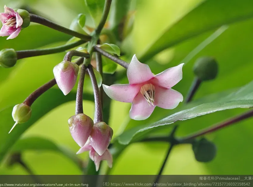 ardisia humilis plant showing characteristic features