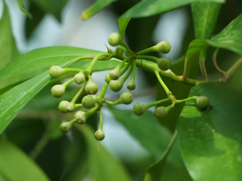 ardisia humilis plant showing characteristic features