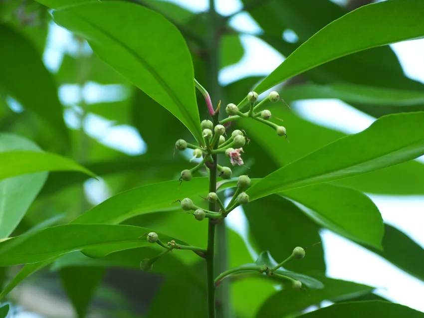 ardisia humilis plant showing characteristic features