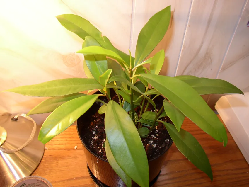ardisia humilis plant showing characteristic features
