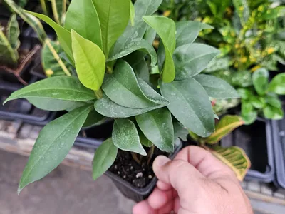 thumbnail ardisia humilis