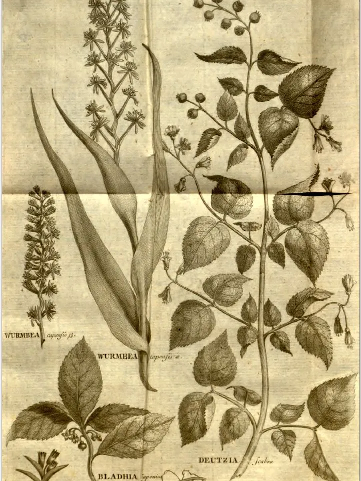 Plante ardisia japonica montrant ses caractéristiques typiques