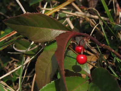 thumbnail ardisia japonica