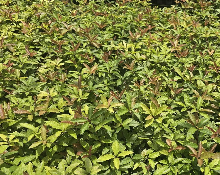ardisia pusilla plant showing characteristic features