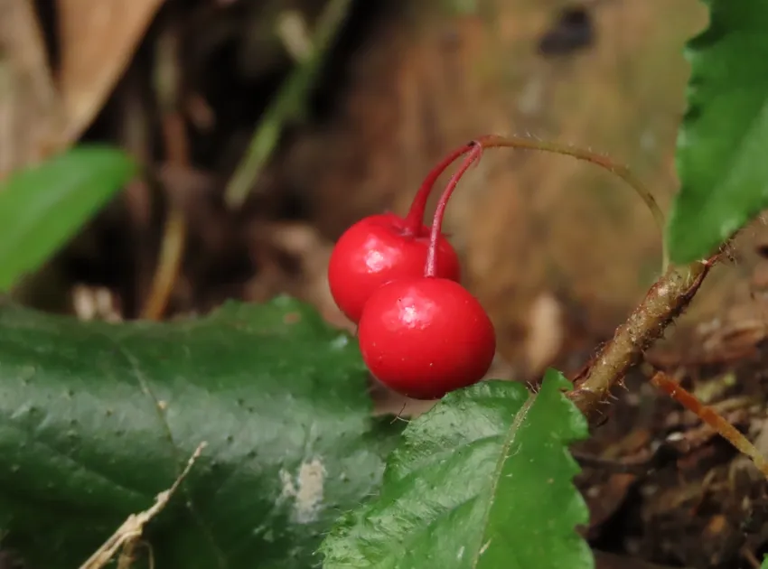 ardisia pusilla plant showing characteristic features