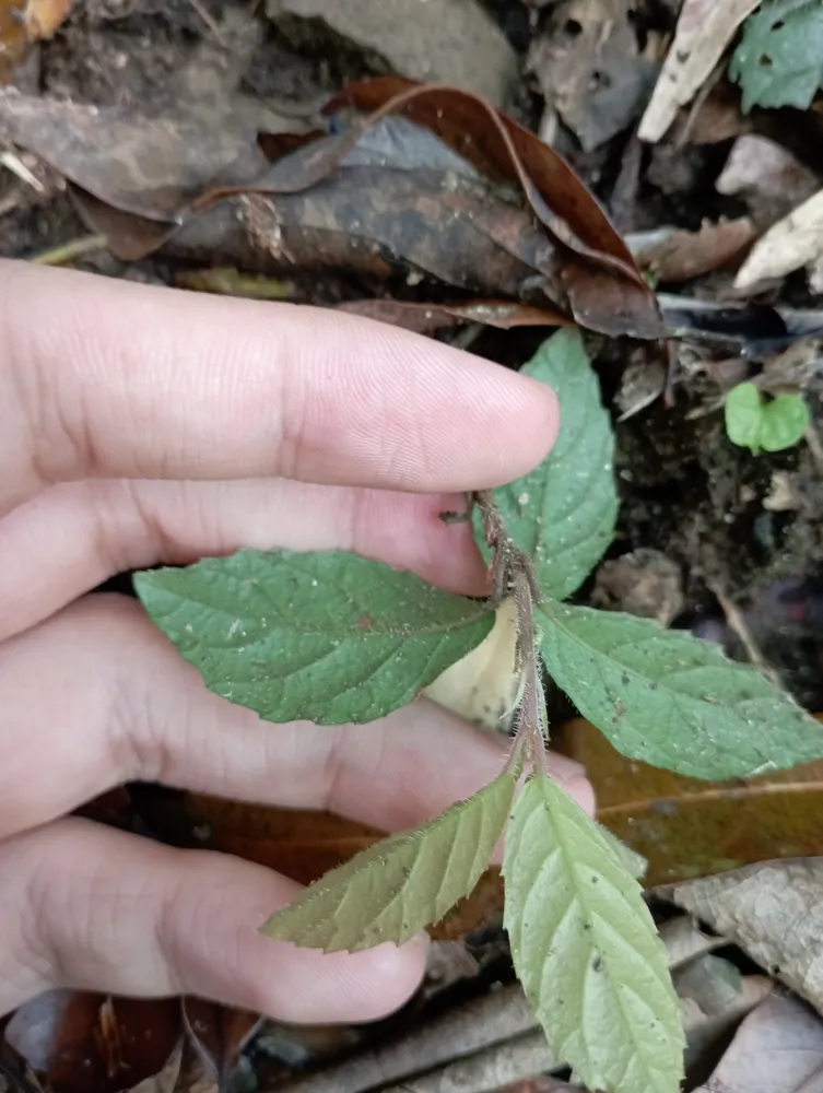 ardisia pusilla plant showing characteristic features