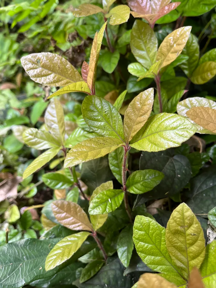 ardisia pusilla plant showing characteristic features