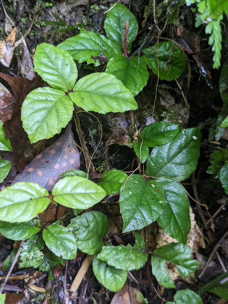 ardisia pusilla plant showing characteristic features