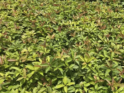thumbnail ardisia pusilla