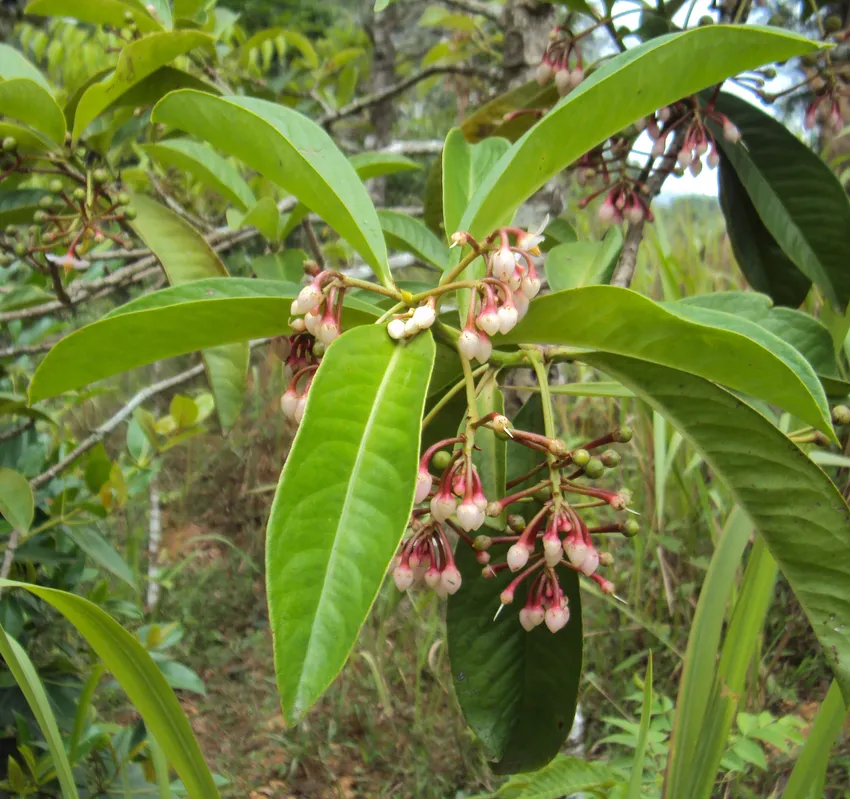 ardisia solanacea plant showing characteristic features