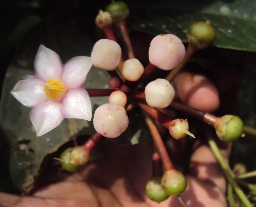 ardisia solanacea plant showing characteristic features
