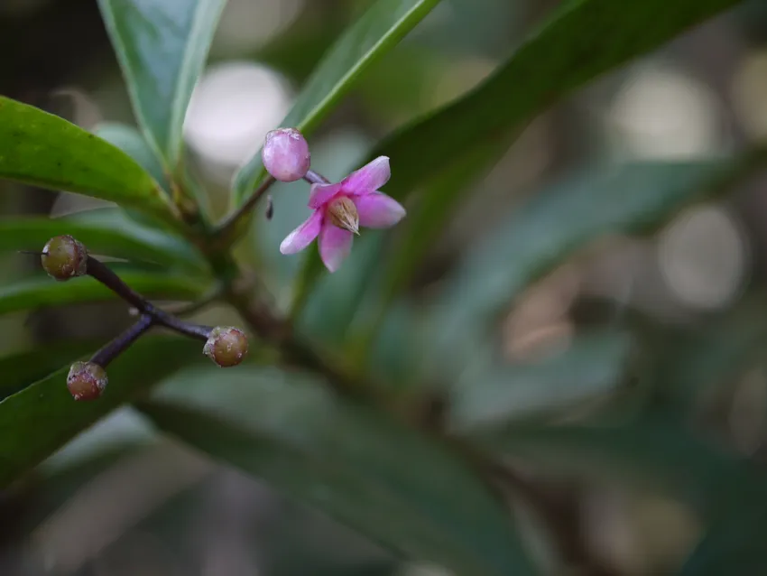 ardisia solanacea plant showing characteristic features